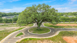 Tree in center of traffic circle at Parker Grove